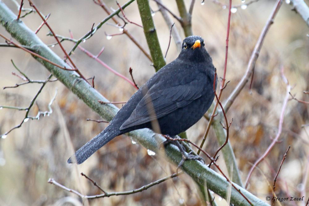 Amsel