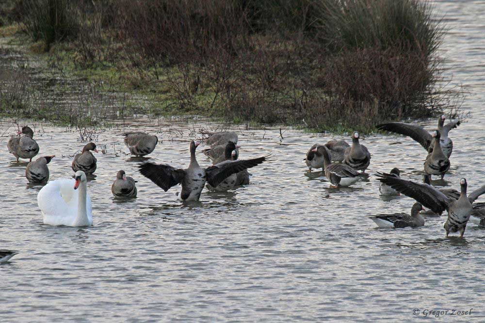 Blässgänse und Höckerschwan