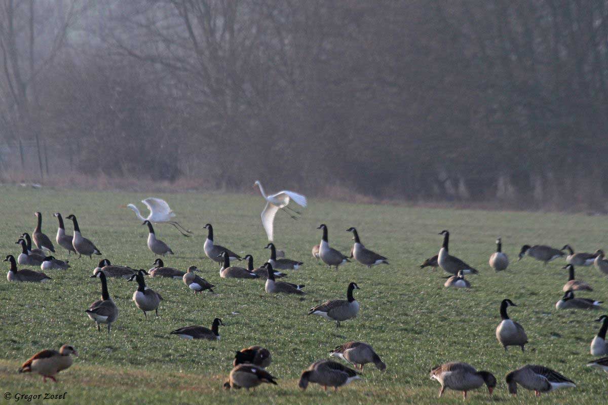 Gänse mit Silberreihern