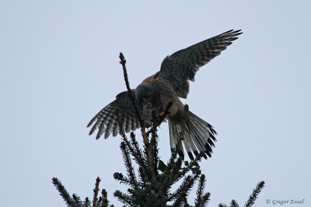 Turmfalke