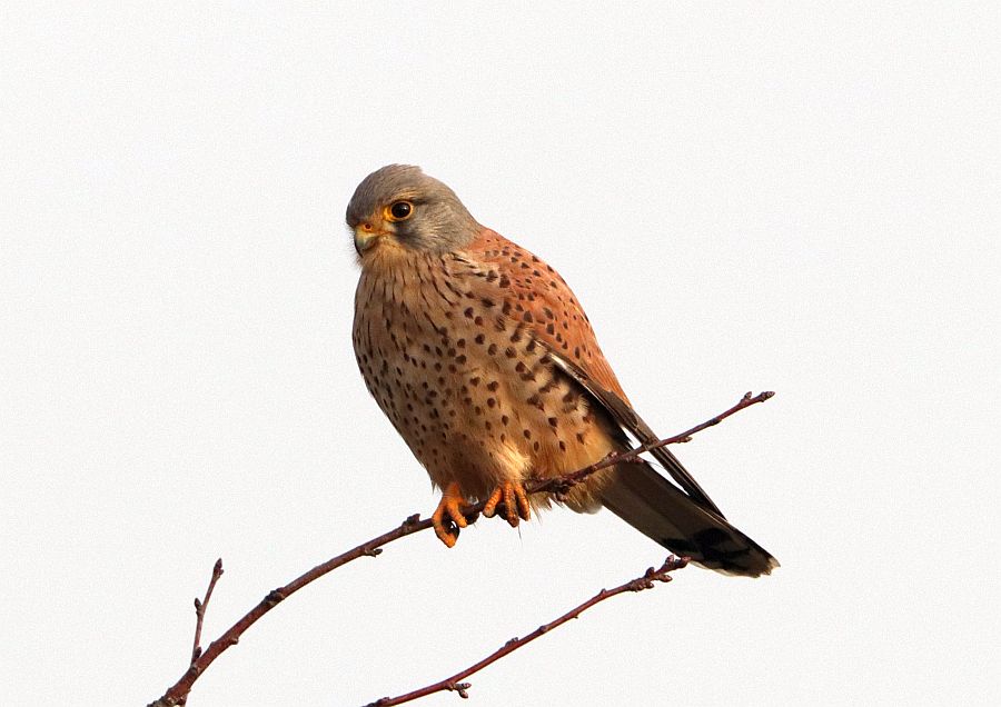 Turmfalke