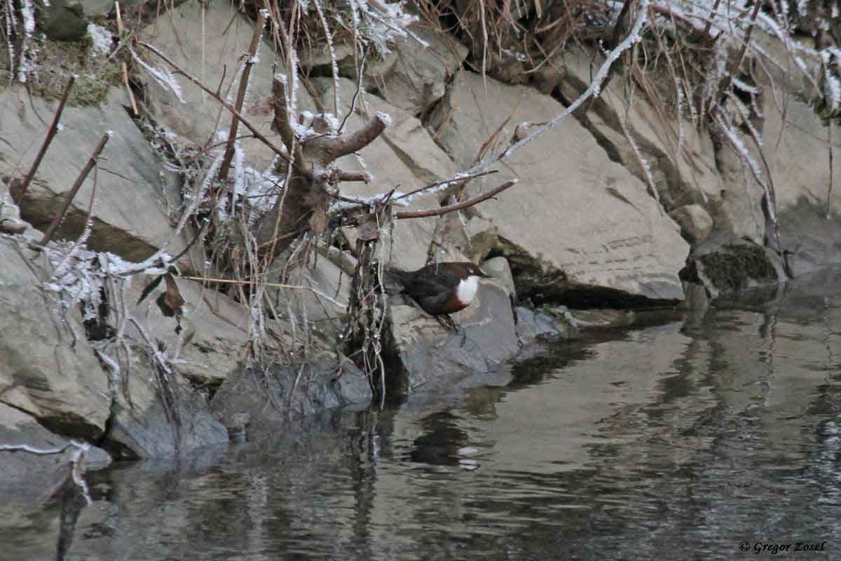 Wasseramsel