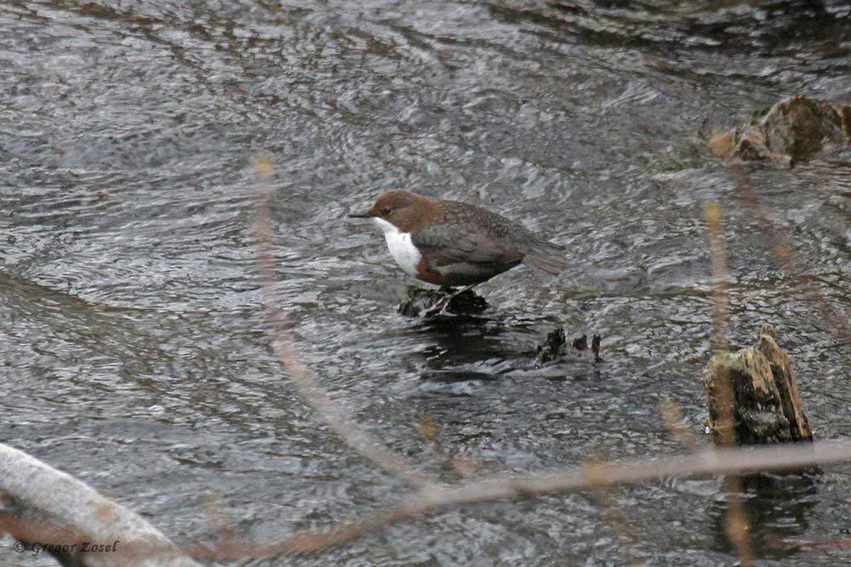 Wasseramsel