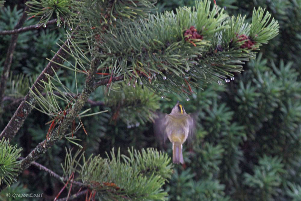 Wintergoldhähnchen