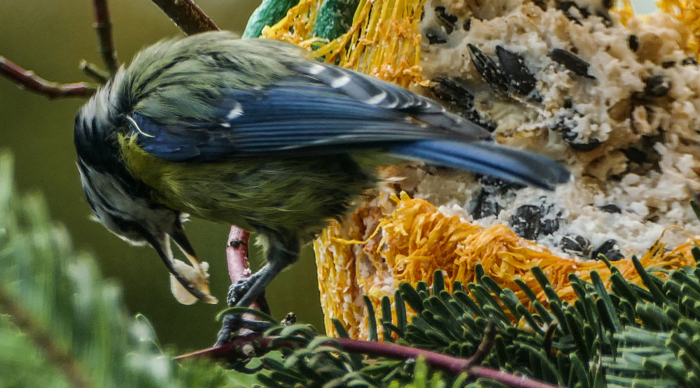 Blaumeise