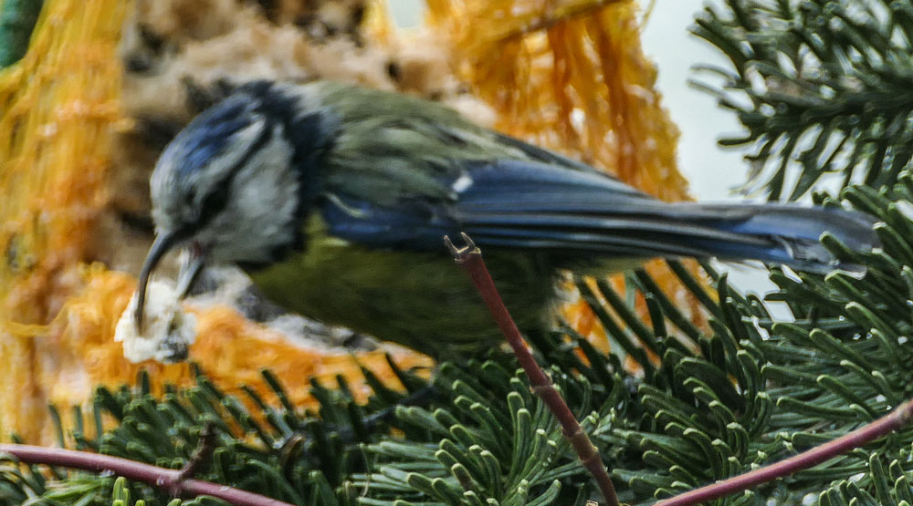 Blaumeise