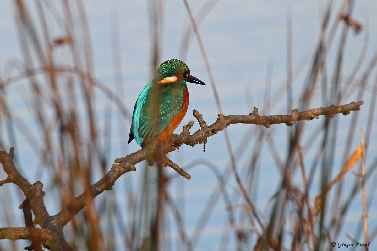 Eisvogel