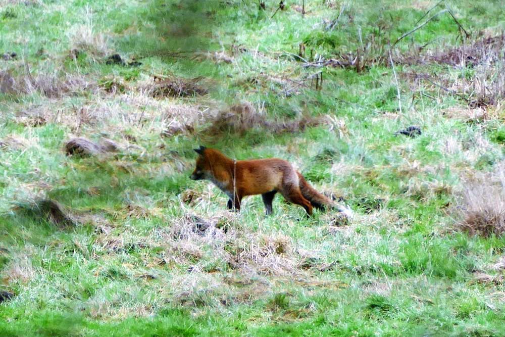 Fuchs