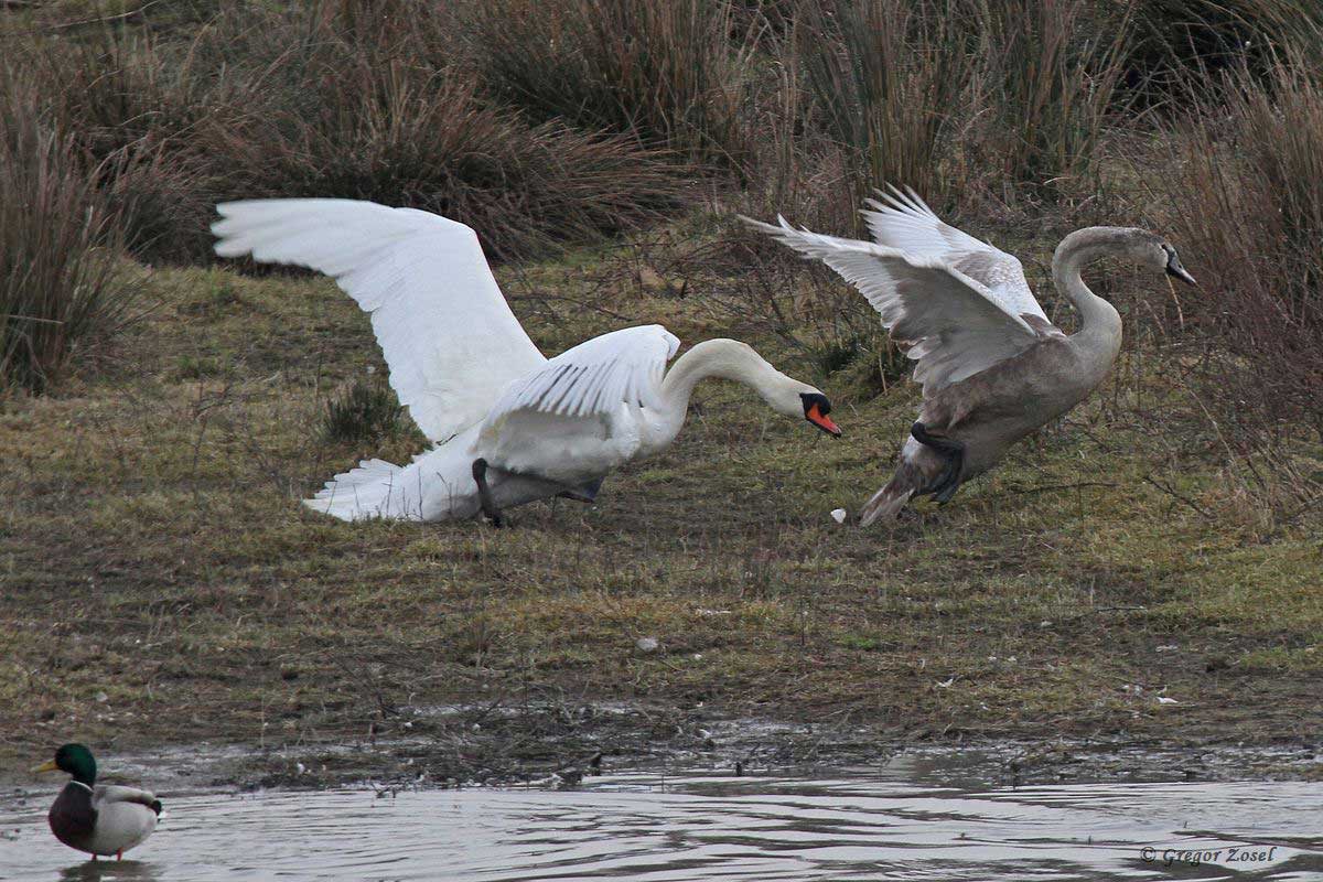 Höckerschwan