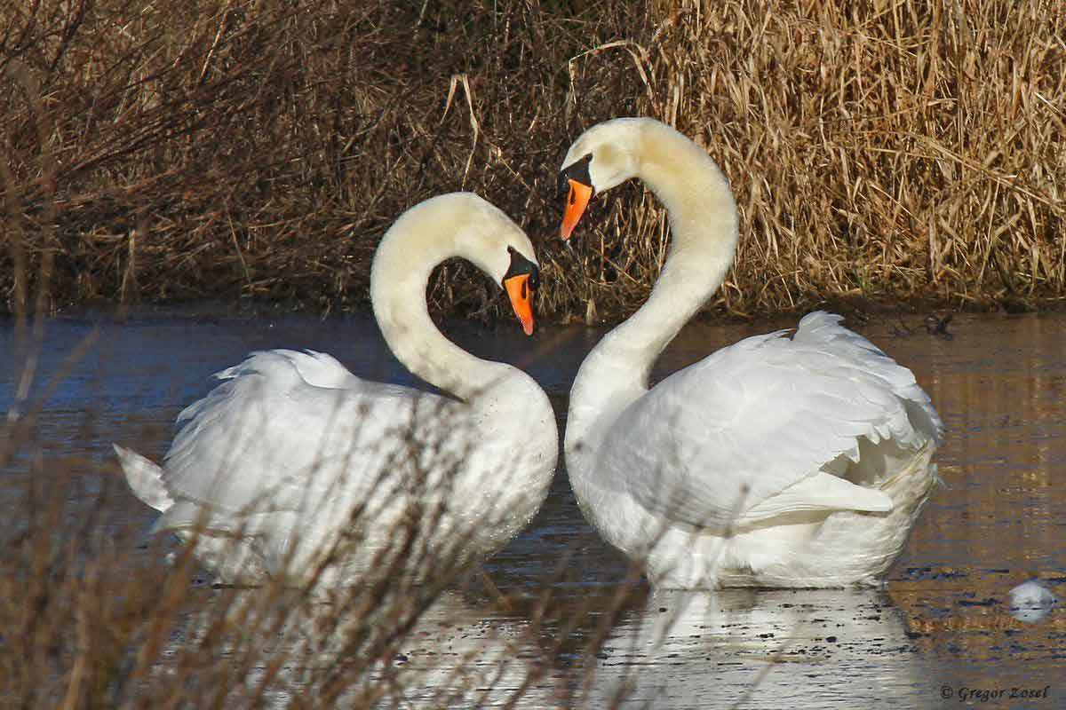 Höckerschwan