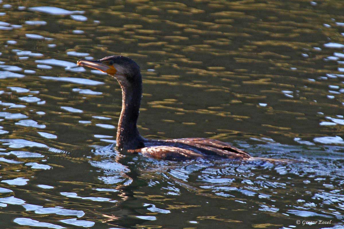 Kormoran