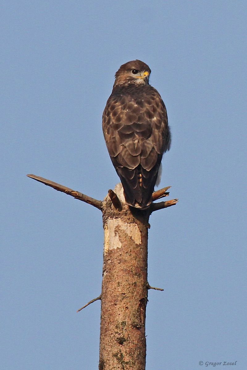 Mäusebussard