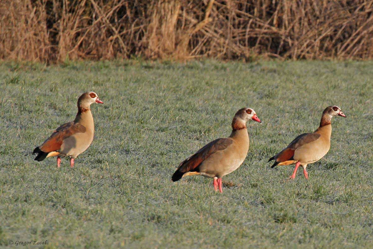 Nilgans