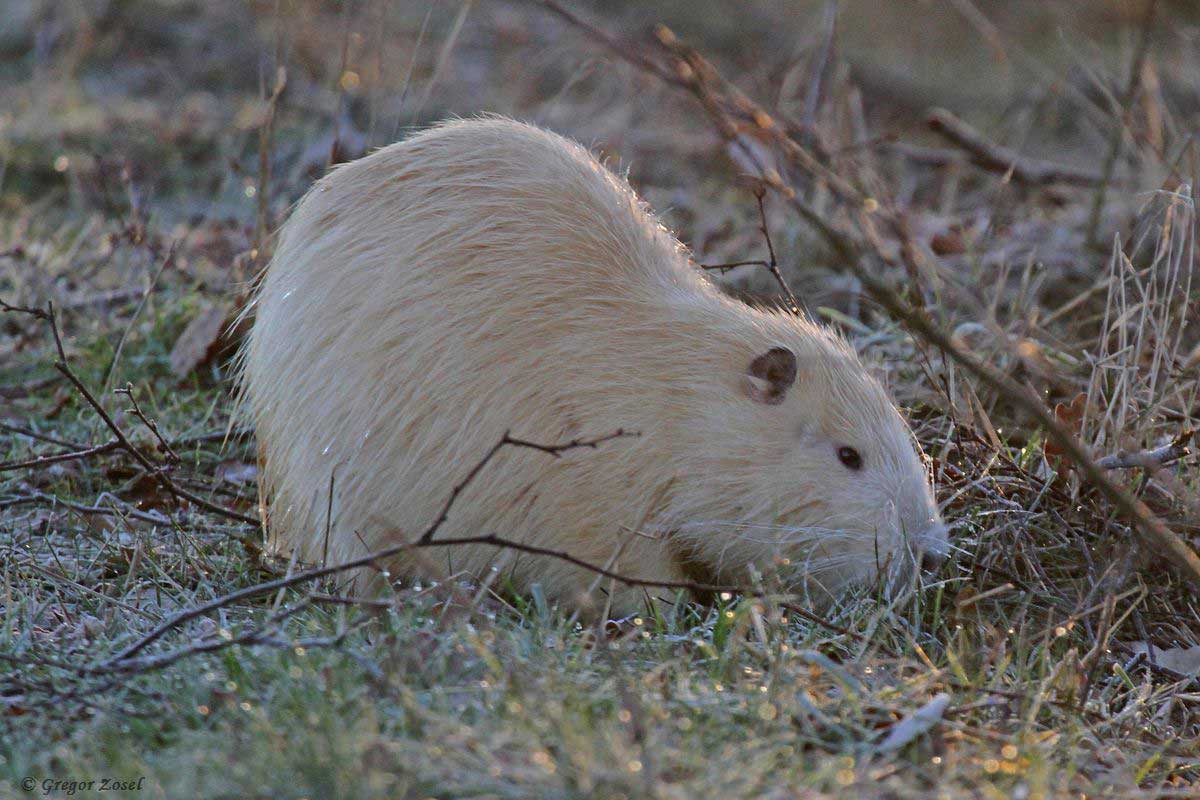 Nutria