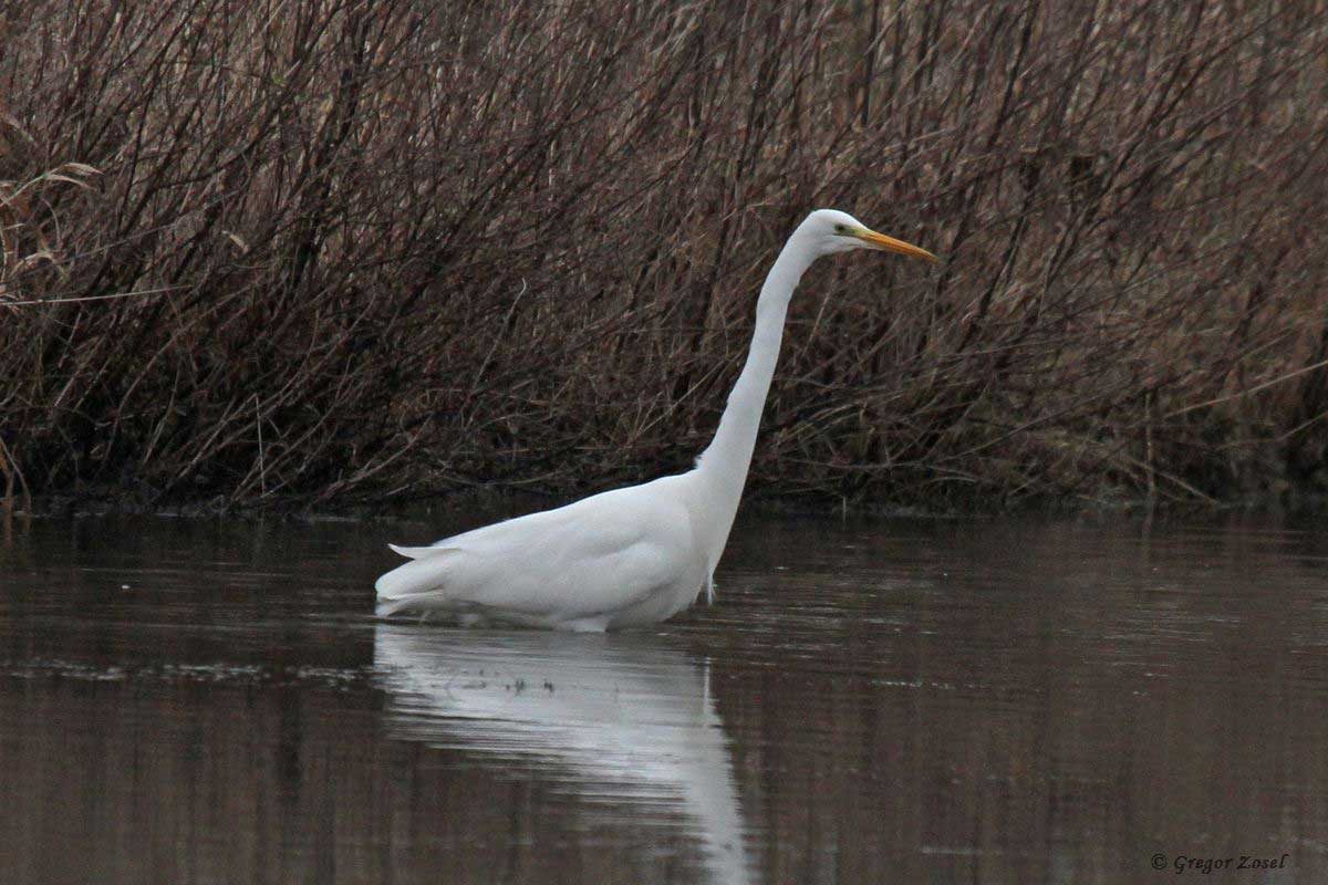 Silberreiher