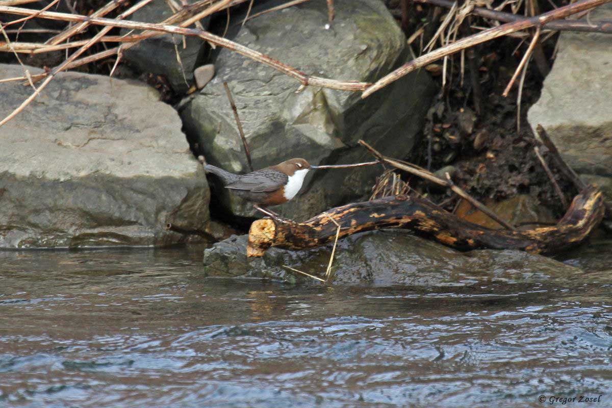 Wasseramsel