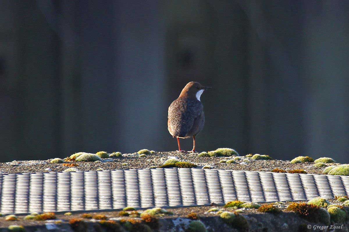 Wasseramsel