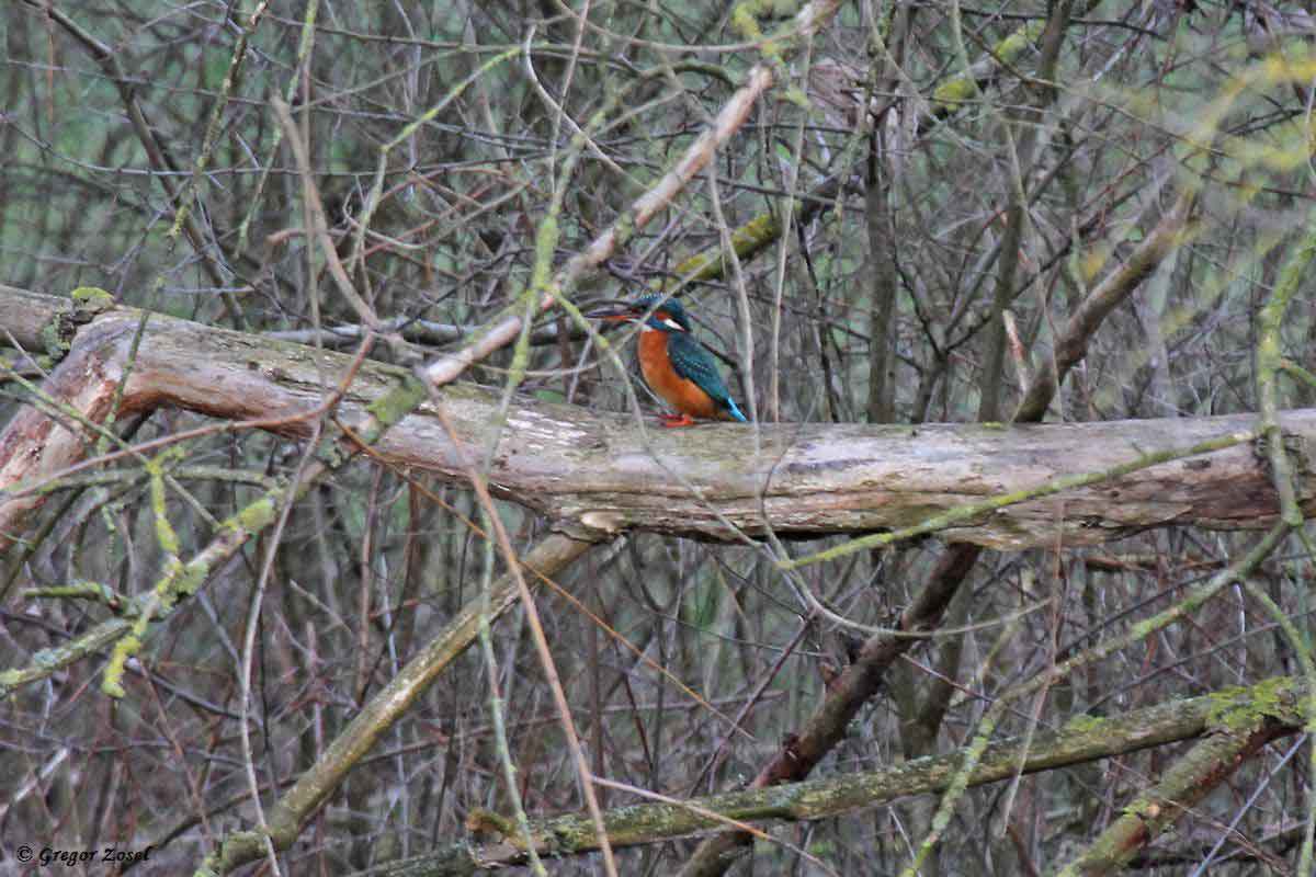 Eisvogel