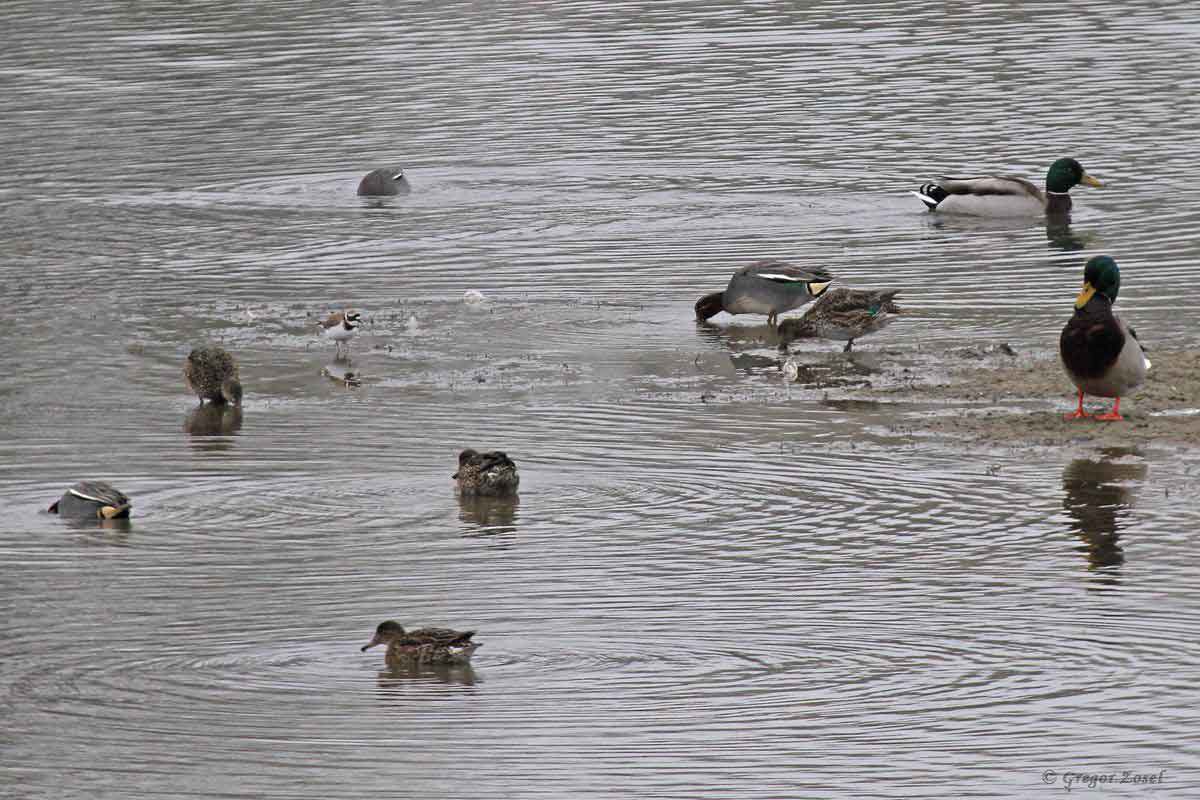 Flussregenpfeifer mit Krickenten