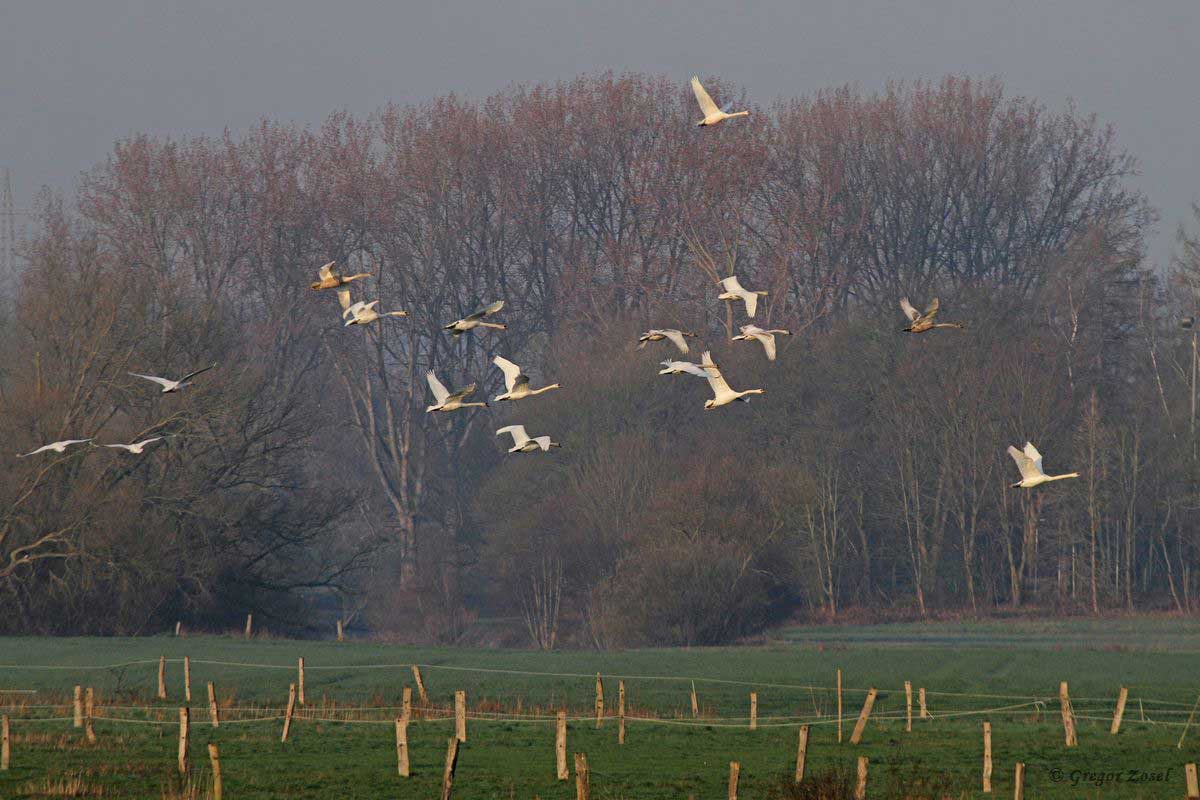 Höckerschwan