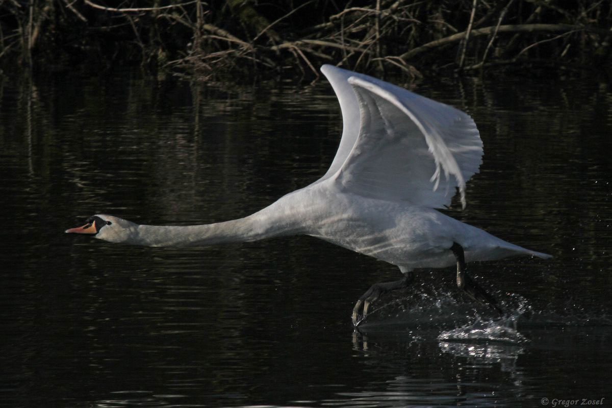 Höckerschwan