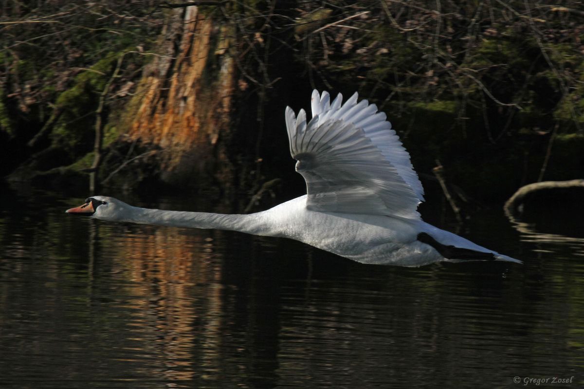 Höckerschwan
