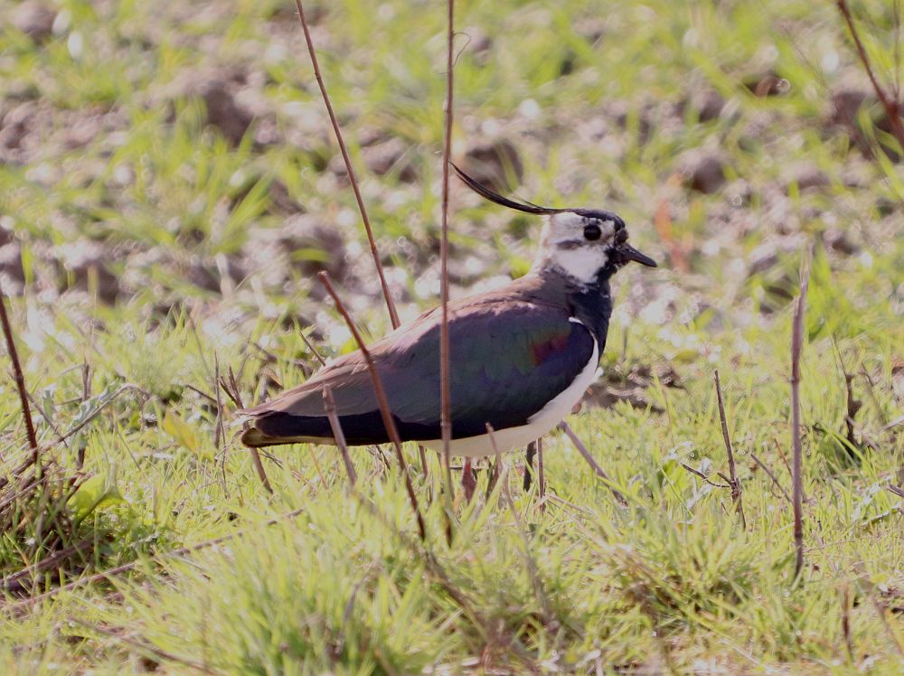 Vielleicht hat dieser Kiebitz mit seinem Partner hier im letzten Jahr gebrütet?  20.03.19 Foto: Hartmut Peitsch