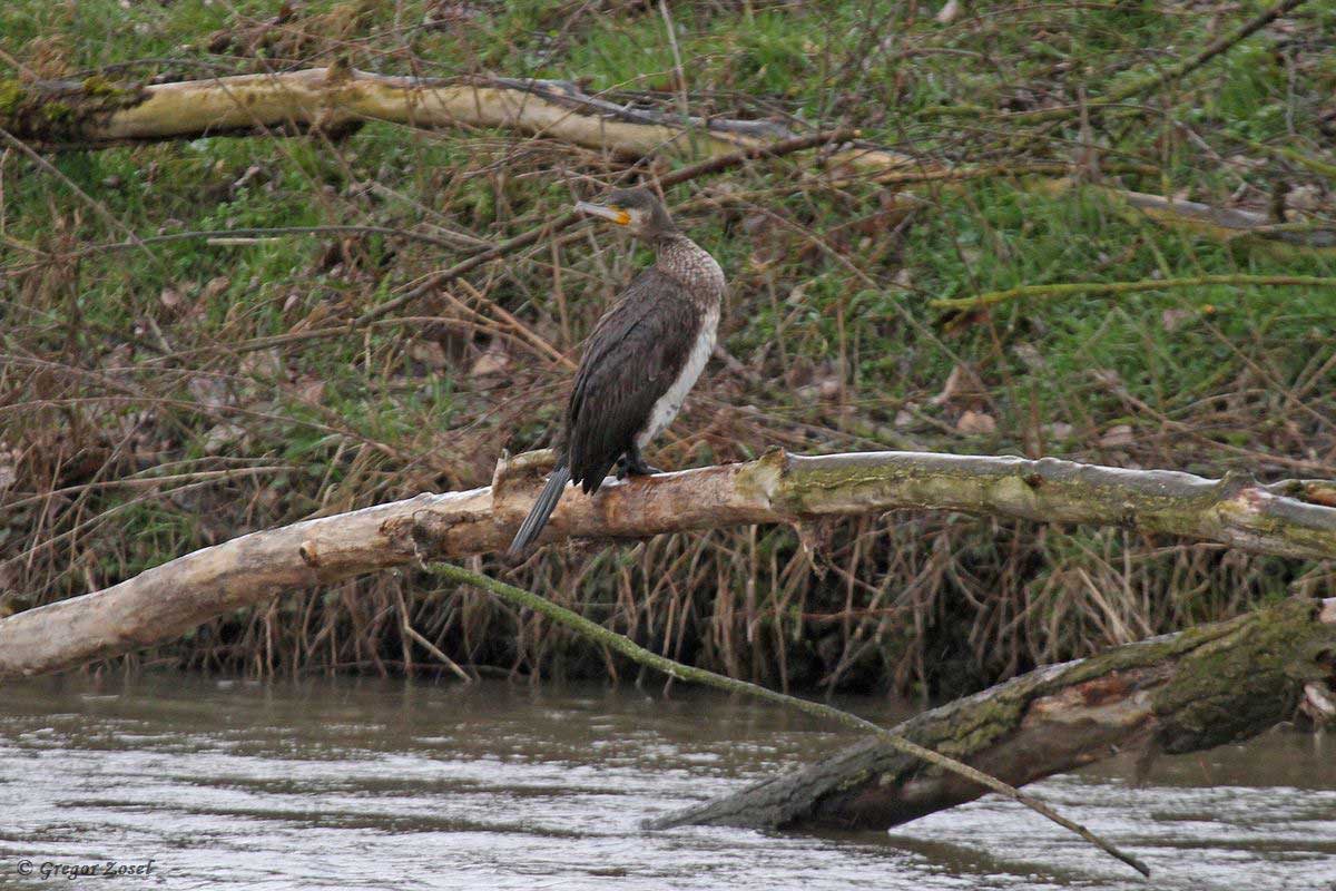 Kormoran