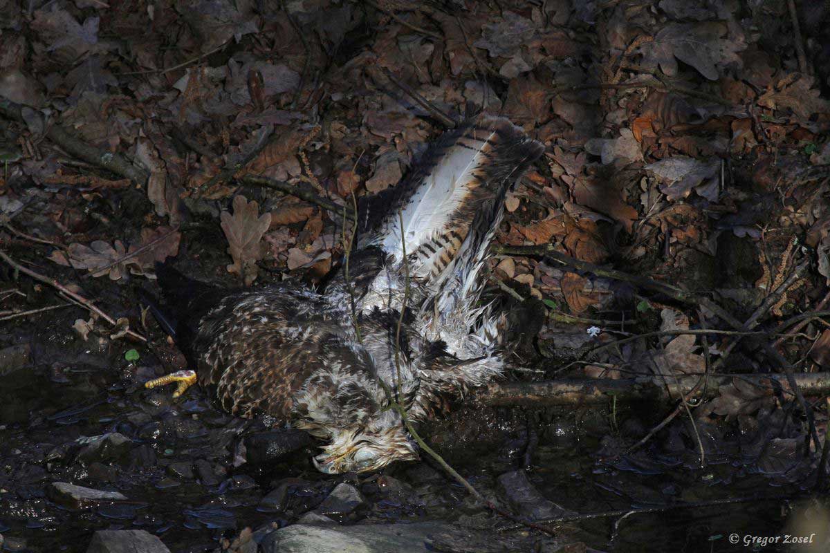 Bussard