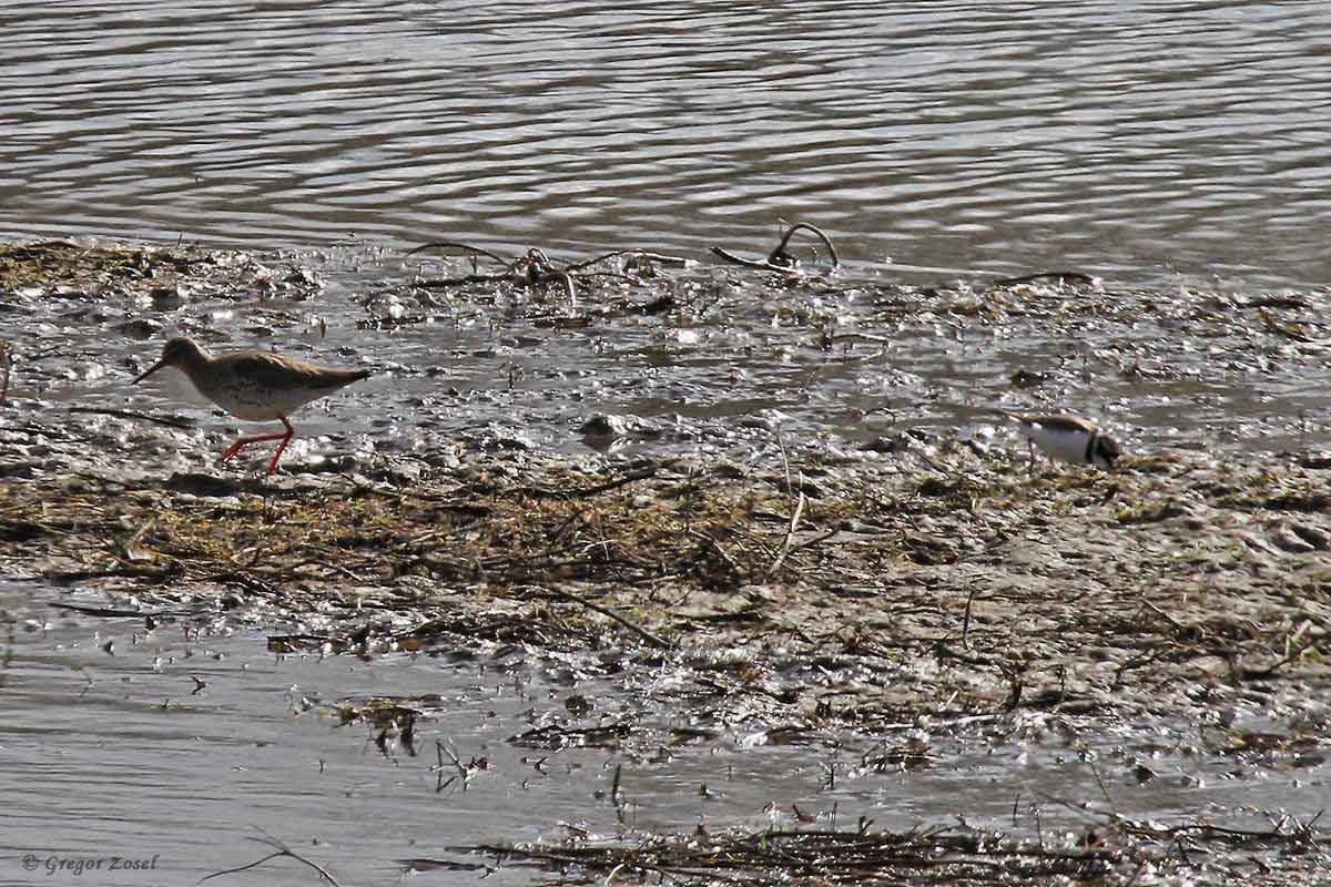 Rotschenkel und Flussregenpfeifer