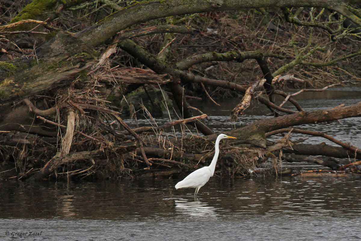 Silberreiher