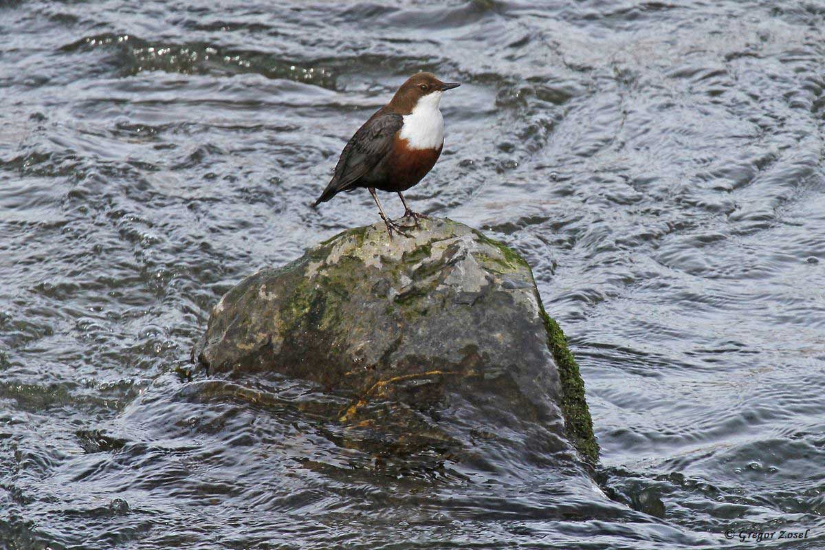 Wasseramsel