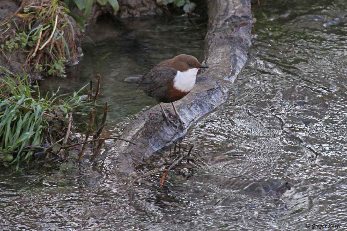 Wasseramsel