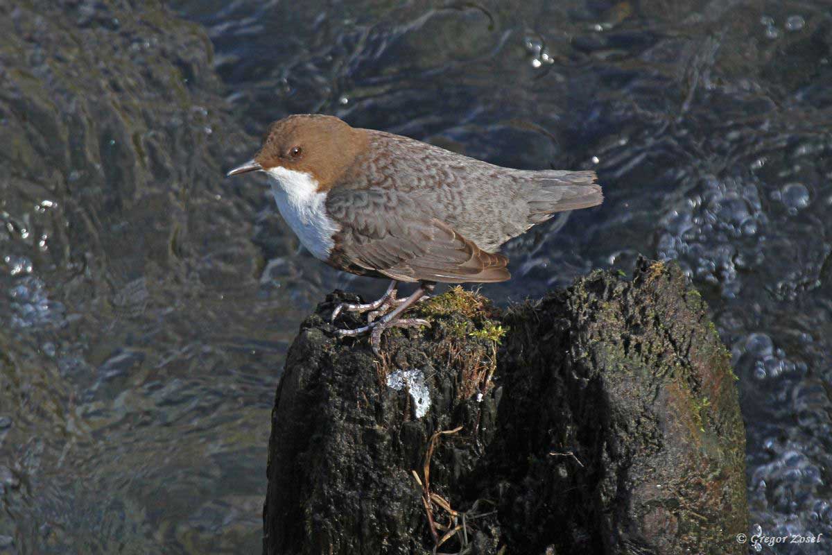 Wasseramsel