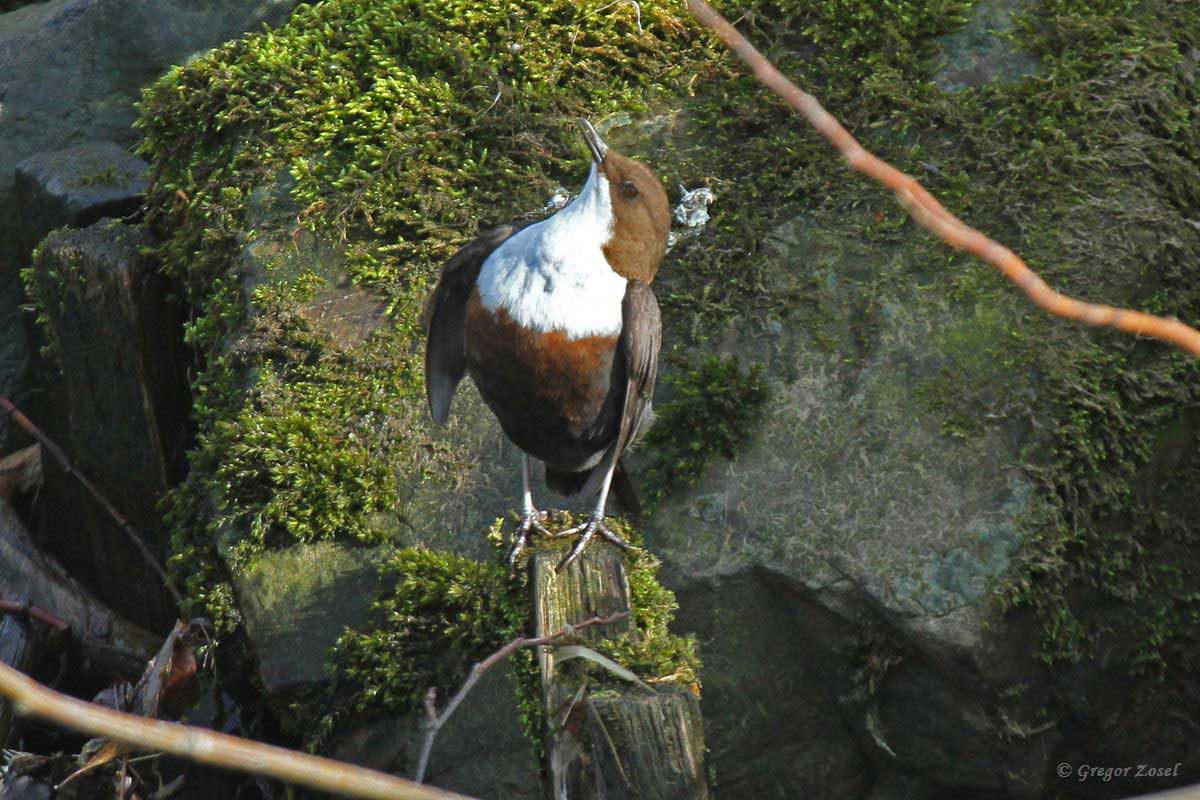 Wasseramsel