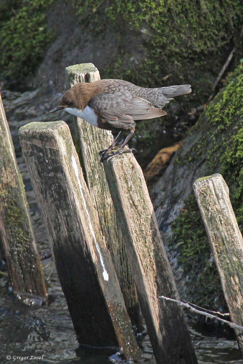 Wasseramsel