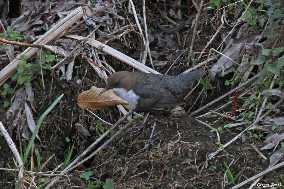 Wasseramsel