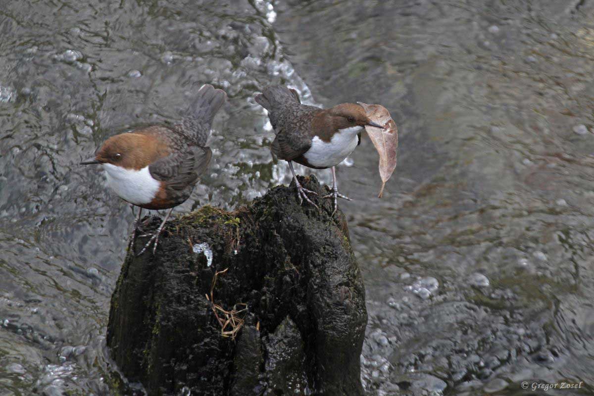 Wasseramsel