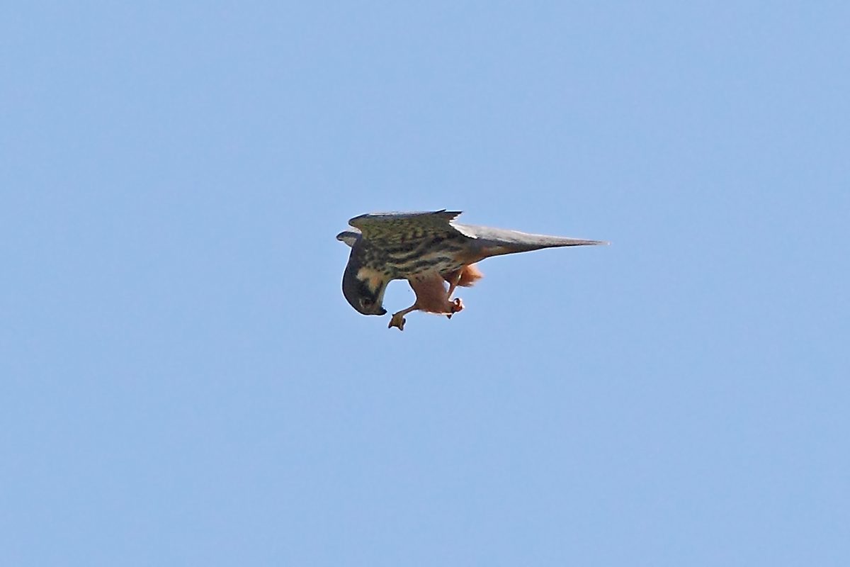 Baumfalke verspeist im Flug Beutetier