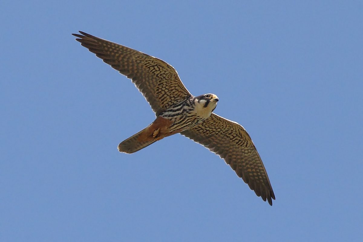 Baumfalke im Flug