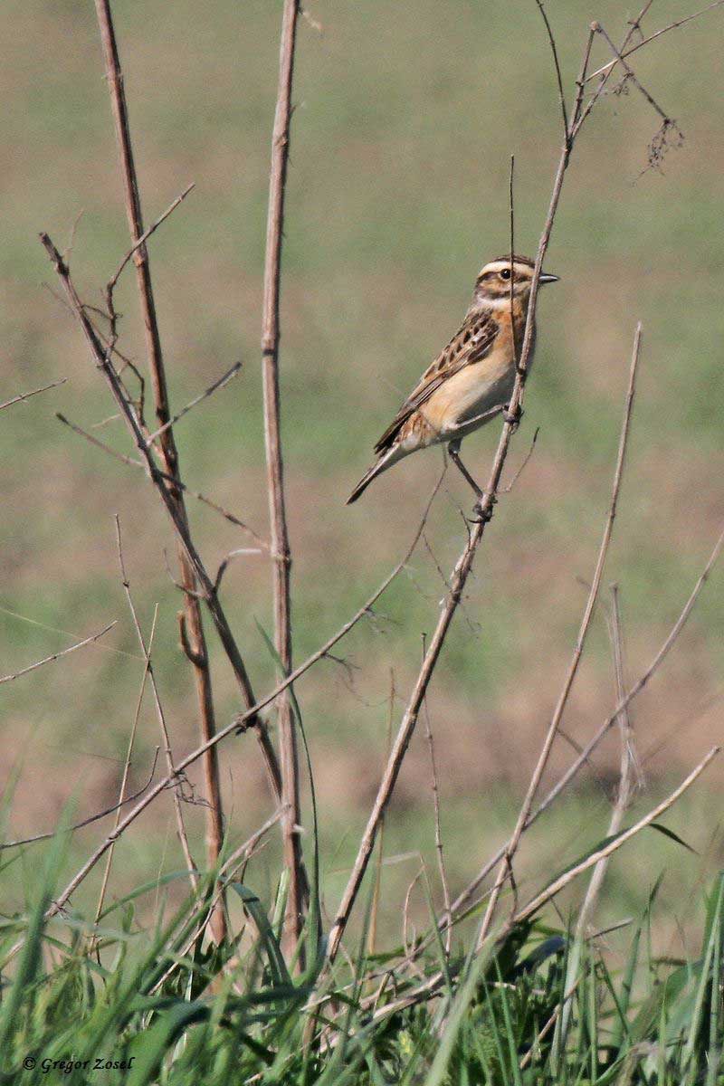 Braunkehlchen