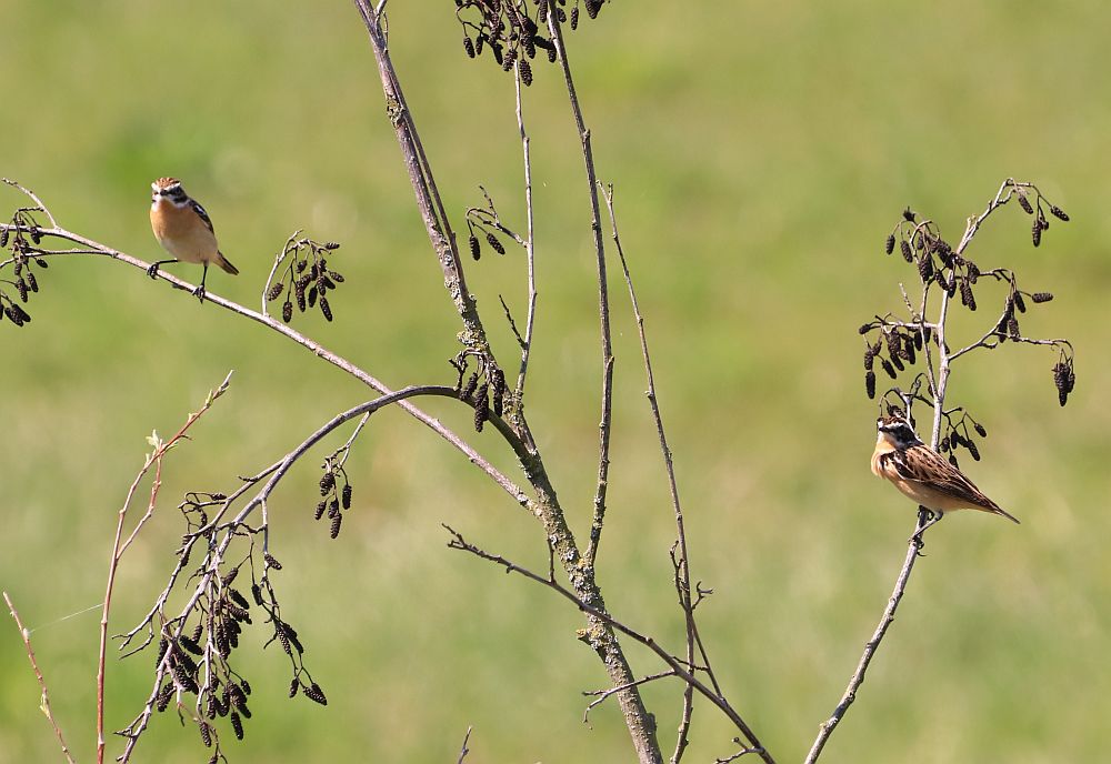 Möglicherweise schon ein Paar, diese beiden Braunkehlchen waren ständig zusammen.20.04.19 Foto: Hartmut Peitsch 