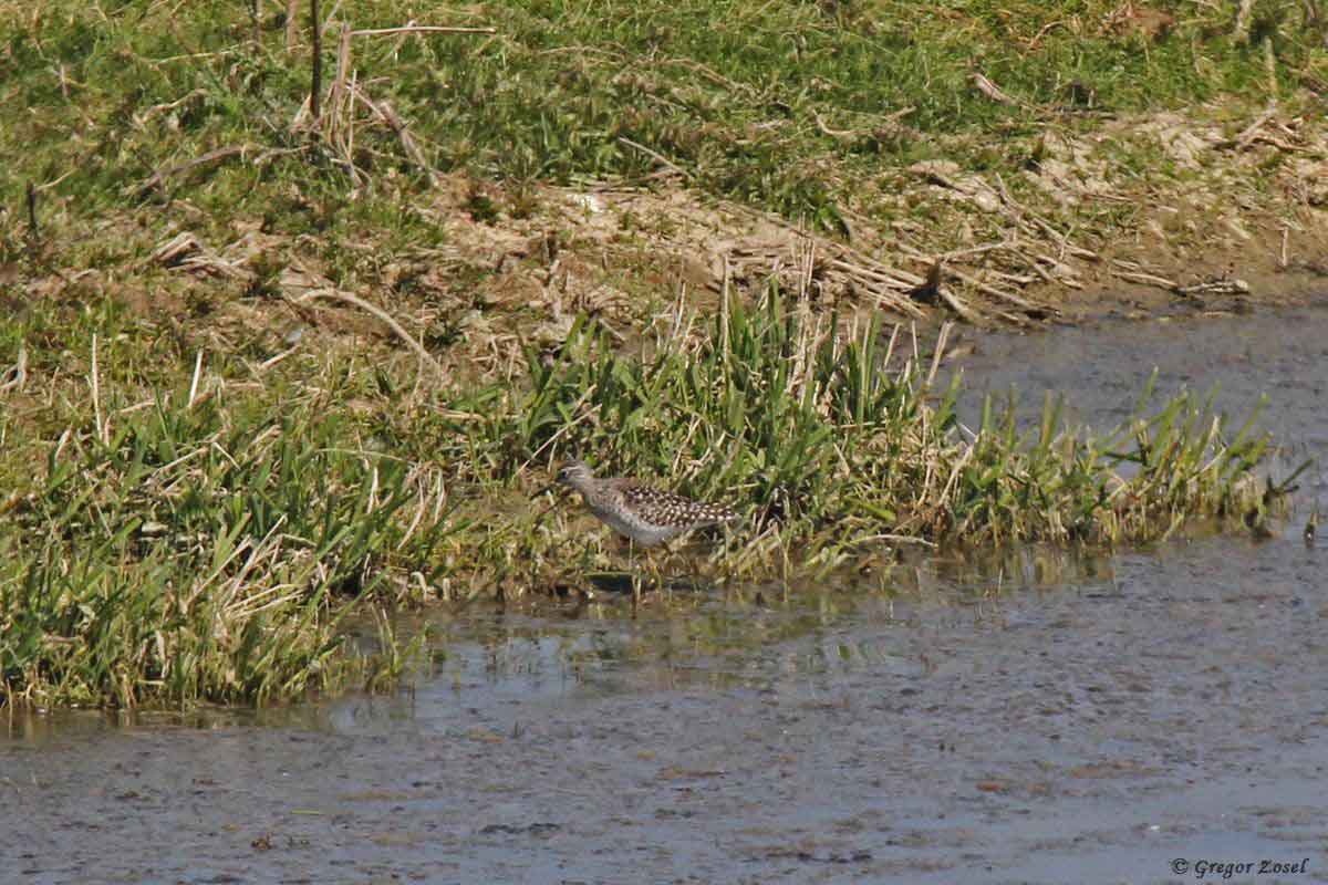 Bruchwasserläufer