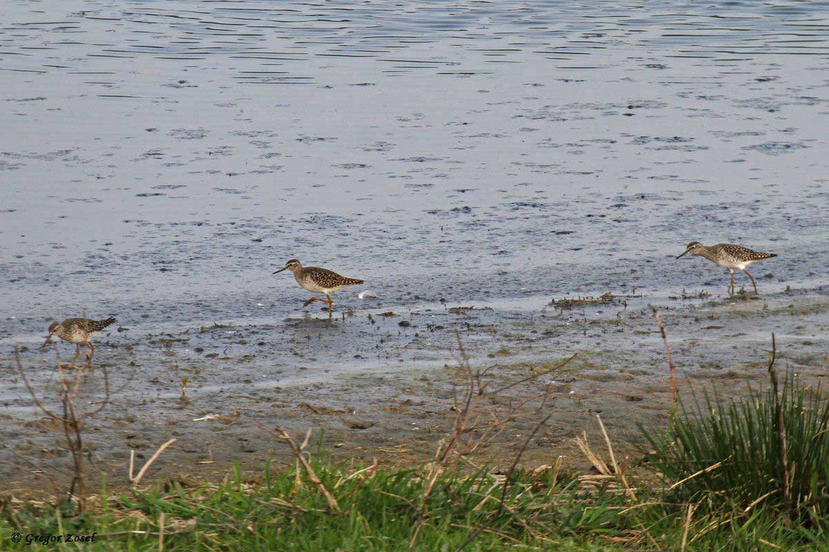 Bruchwasserläufer