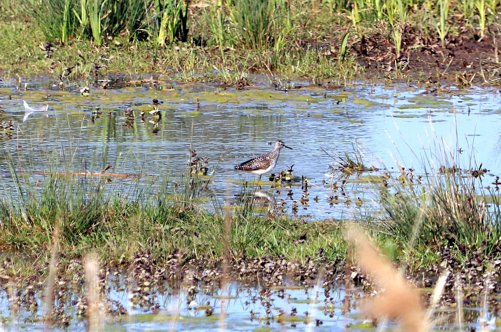 Einer von vier Bruchwasserläufern im HRB. 19.04.19 Foto: