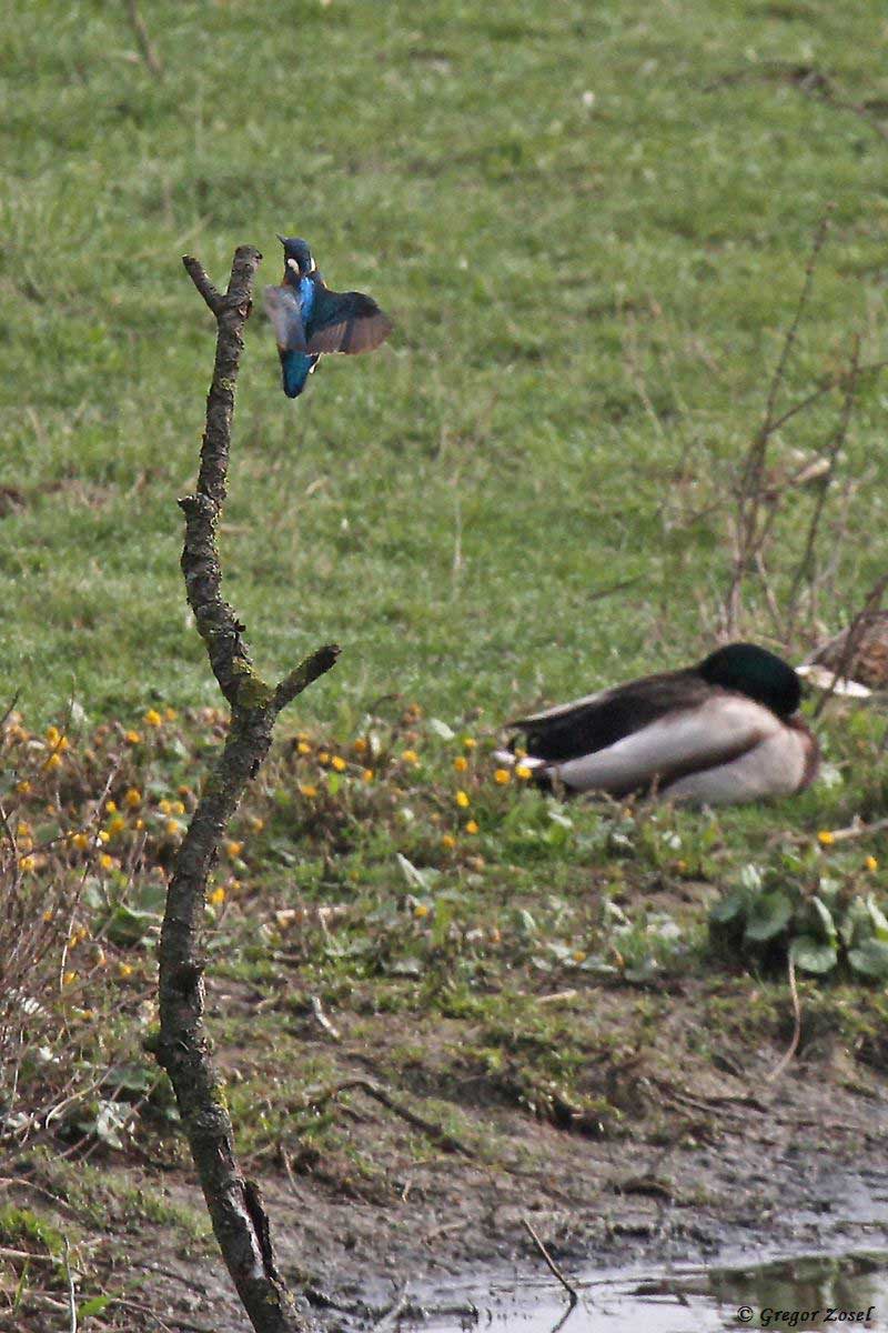 Eisvogel