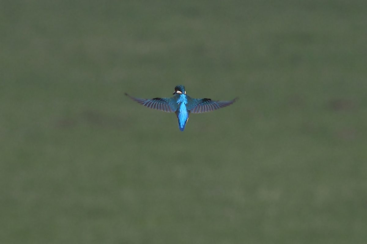 rüttelnder Eisvogel