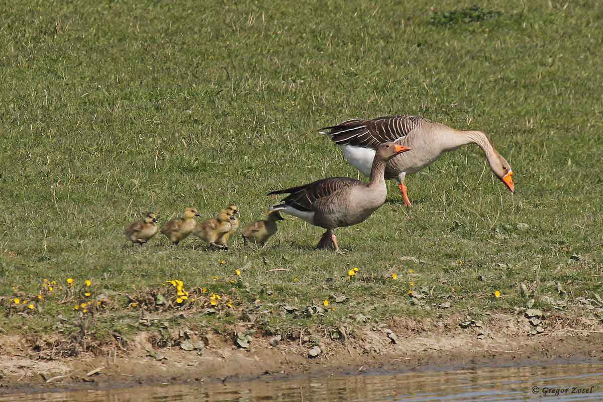 Graugansfamilie