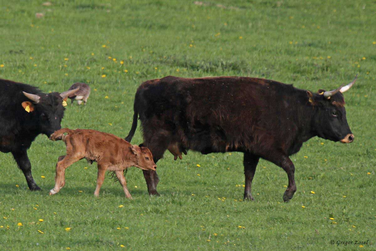 Heckrindkalb