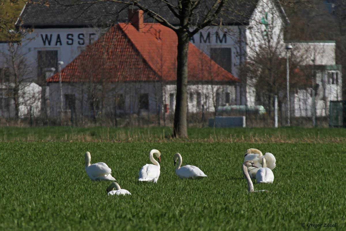 Höckerschwan